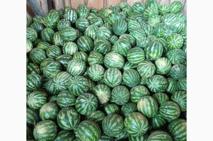 Продаж кавунів за вигідними цінами- фото № 1