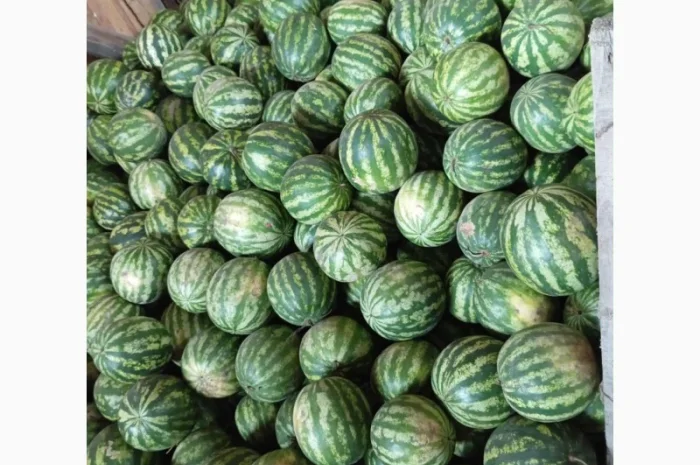 Продаж кавунів за вигідними цінами- фото № 2