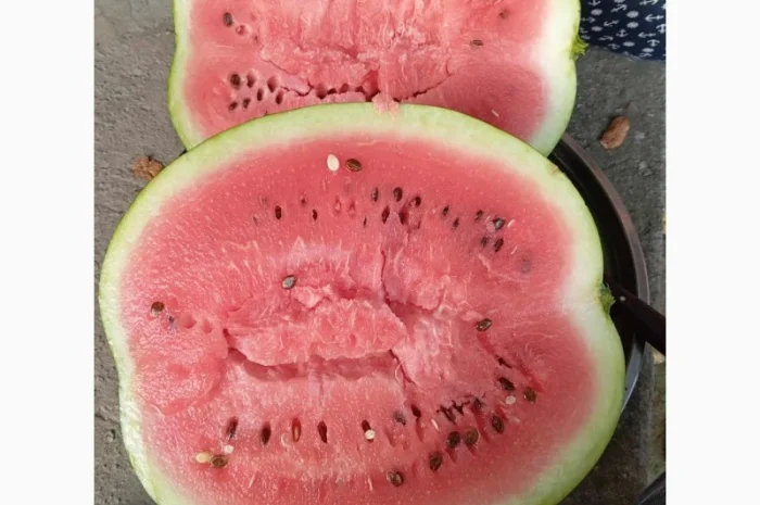 Продаж кавунів за вигідними цінами- фото № 4