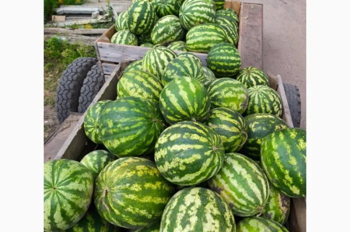 Кавун оптом від продюсера- фото № 1