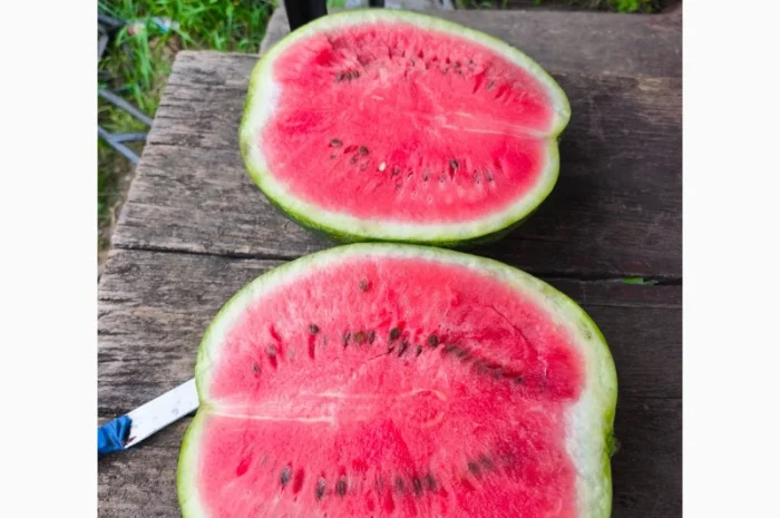 Кавун оптом від продюсера- фото № 2