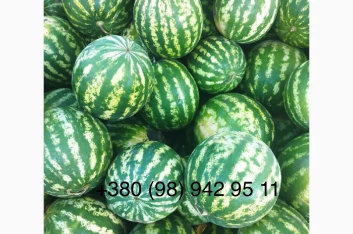 Сладкий арбуз на продажу- фото № 1