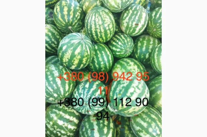 Сладкий арбуз на продажу- фото № 2