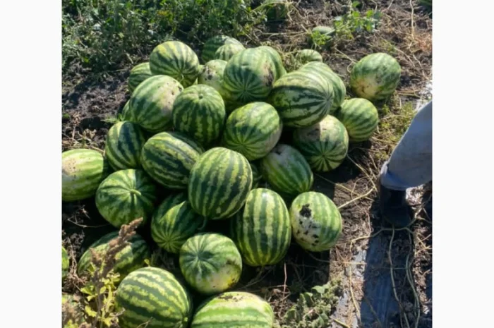 Продается сладкий арбуз оптом- фото № 1