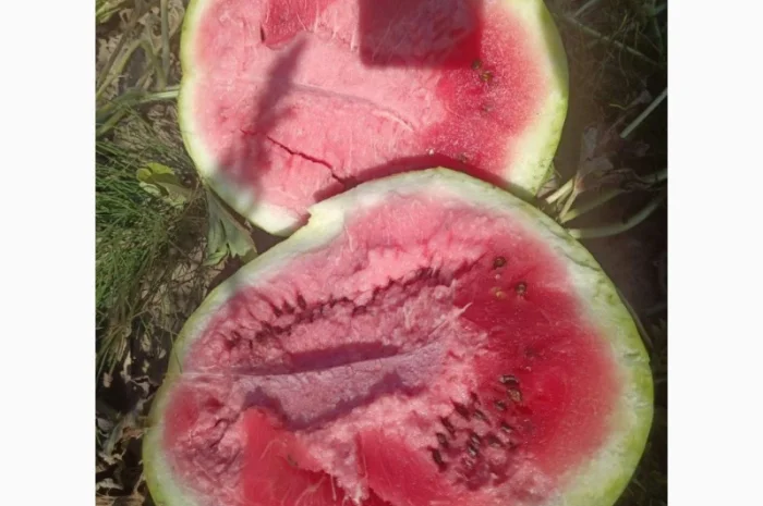 Кавун Продюсер на продаж- фото № 1