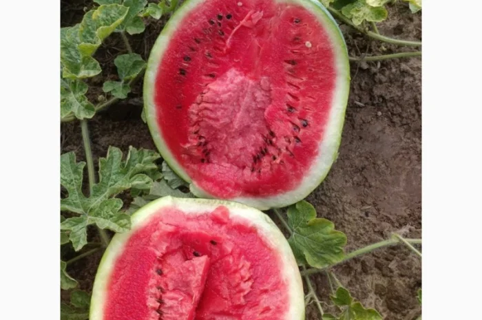 Продаж кавунів сортів Користан і Арашан- фото № 1