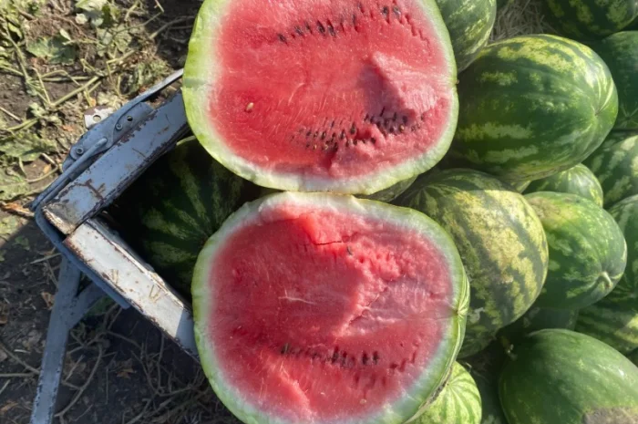 Продається кавун Ау продюсер 5-7 кг- фото № 1