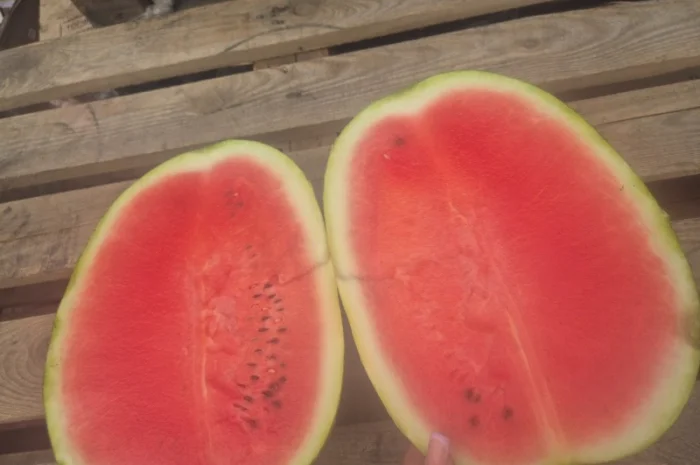 Арбуз на продаж- фото № 1