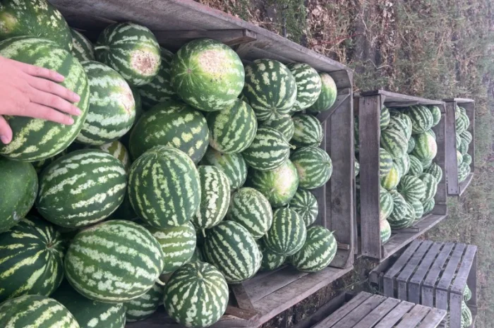 Продажа Продюссер 4-11 кг- фото № 1