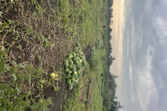 Продажа Продюссер 4-11 кг- фото № 2