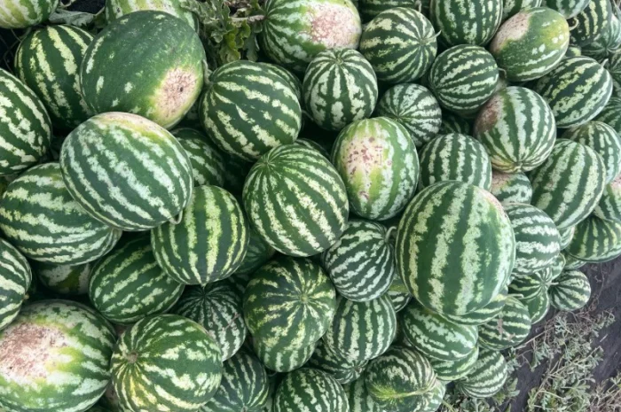 Продажа Продюссер 4-11 кг- фото № 3