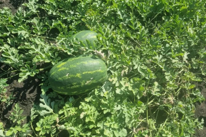 Куплю кавуни великих розмірів- фото № 1