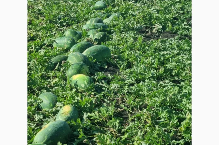 Куплю кавуни великих розмірів- фото № 3