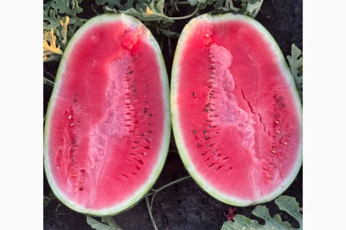 Куплю арбуз Леди в больших объемах- фото № 1