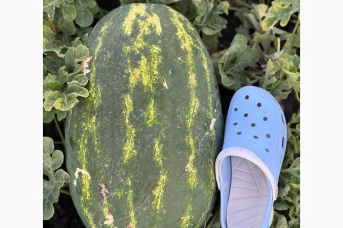 Куплю арбуз Леди в больших объемах- фото № 2