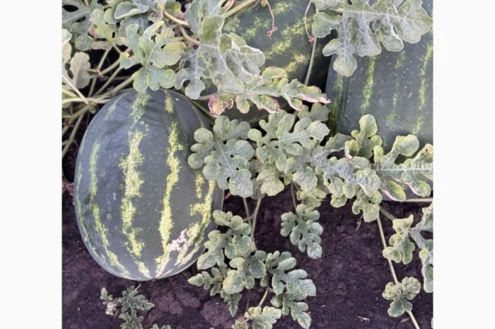 Куплю арбуз Леди в больших объемах- фото № 3