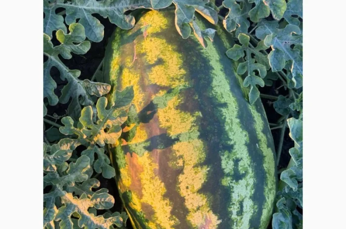 Куплю арбуз Леди в больших объемах- фото № 4