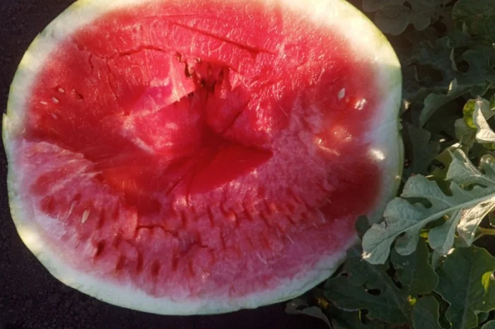 Кавун Тамерлан на продаж- фото № 1