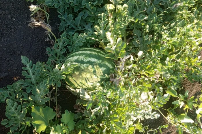 Кавун Тамерлан на продаж- фото № 2