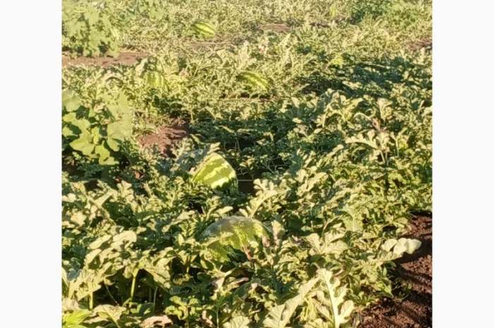 Кавун Тамерлан на продаж- фото № 3