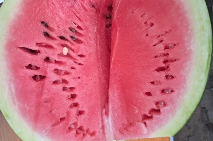 Куплю кавун сорт Продюсер- фото № 2