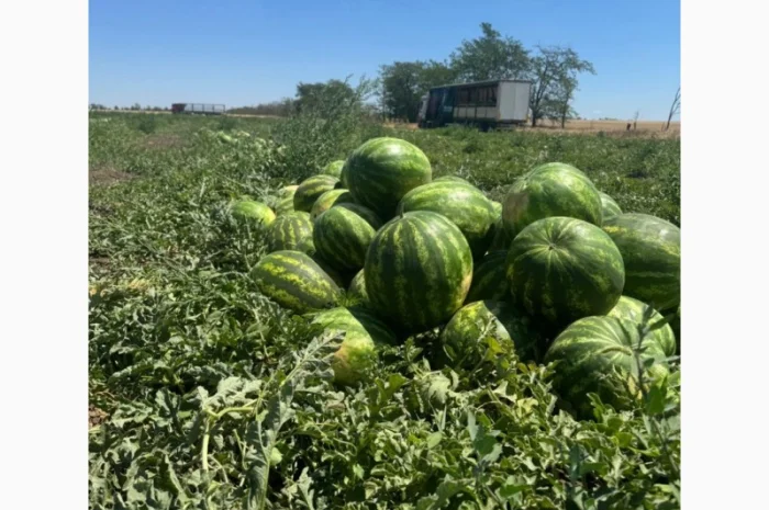 Кавун талісман на продаж- фото № 1