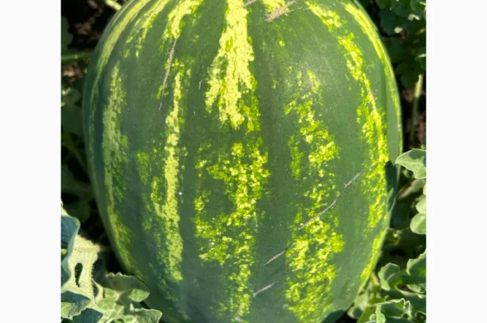 Арбуз на продаж- фото № 4