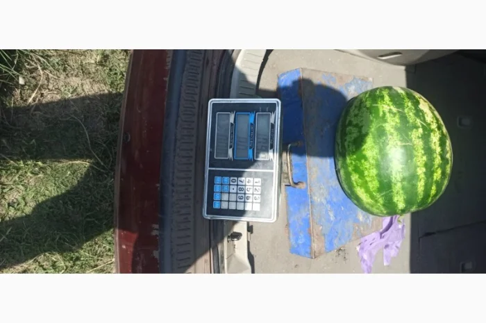 Арбуз на продаж- фото № 5