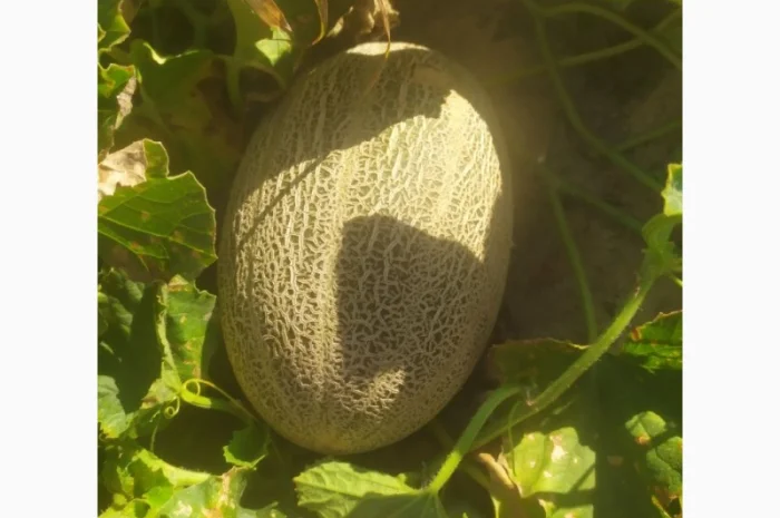 Диня сорту Єфіопка на продаж- фото № 2