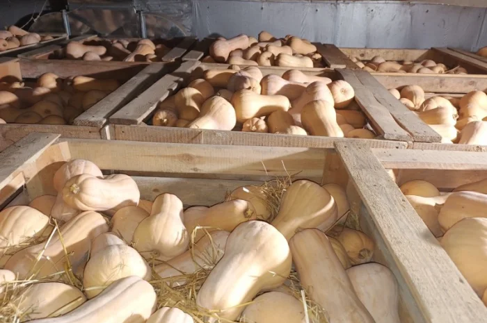 Продажа тыквы Матильда высокого качества- фото № 1