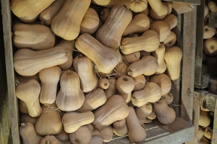 Продажа тыквы Матильда высокого качества- фото № 6