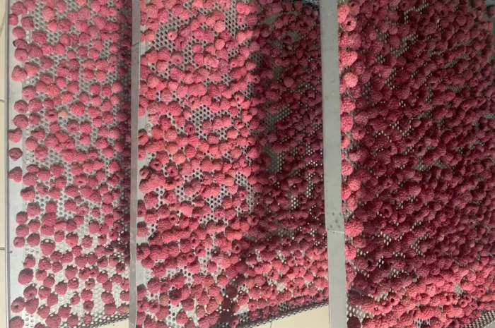 Сушеный гарбуз кубиками 3х3х3 мм и 10х10х10 мм- фото № 5