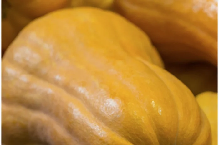 Вирощування та продаж гарбузів- фото № 3