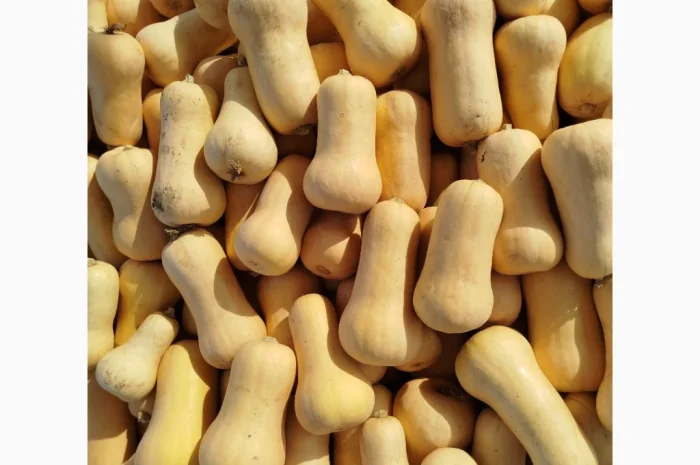 Продаю тыкву Баттернат в объеме- фото № 4