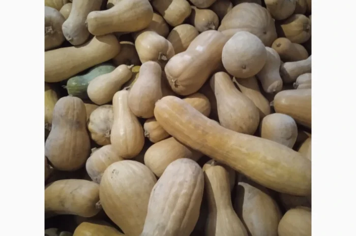 Продаю Гарбуз Мускатний- фото № 2