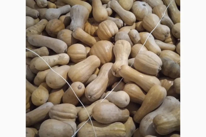 Продаю Гарбуз Мускатний- фото № 3