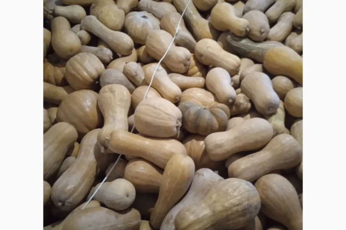 Продаю Гарбуз Мускатний- фото № 4