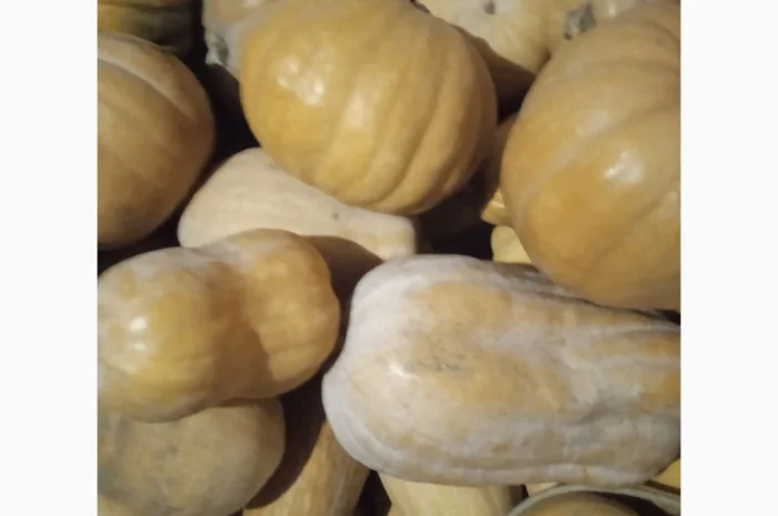 Продаю Гарбуз Мускатний- фото № 5