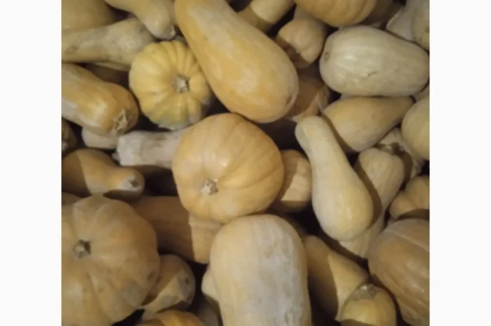 Продаю Гарбуз Мускатний- фото № 6