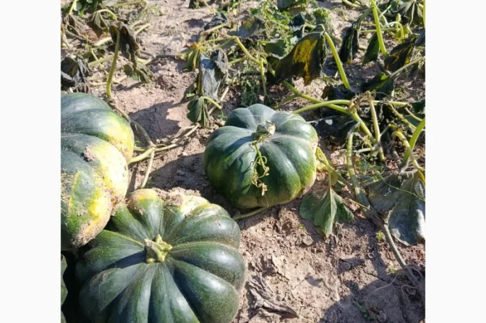 Продажа товарной тыквы ромашка- фото № 1