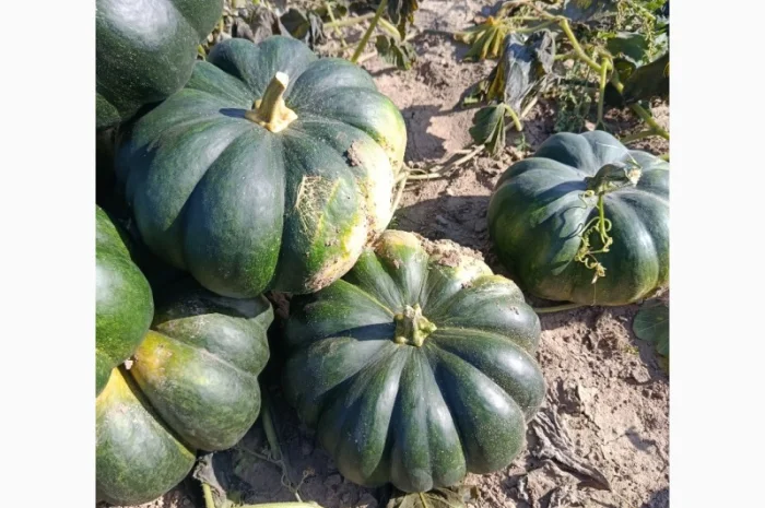 Продажа товарной тыквы ромашка- фото № 3