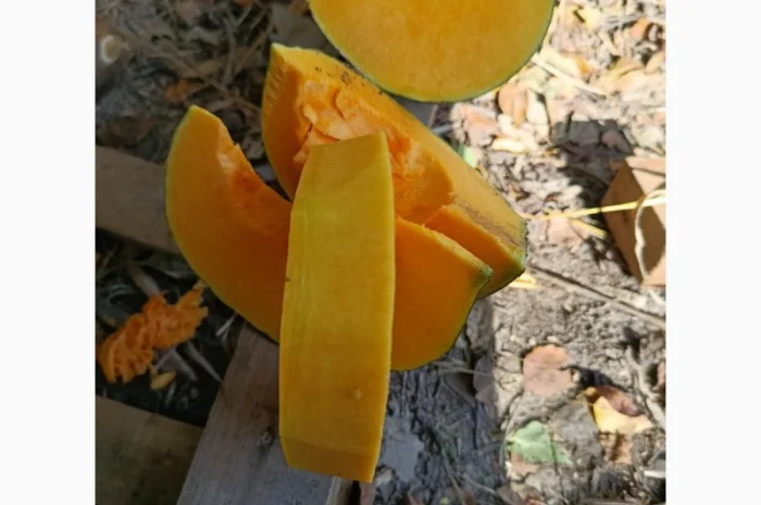 Продажа товарной тыквы ромашка- фото № 4