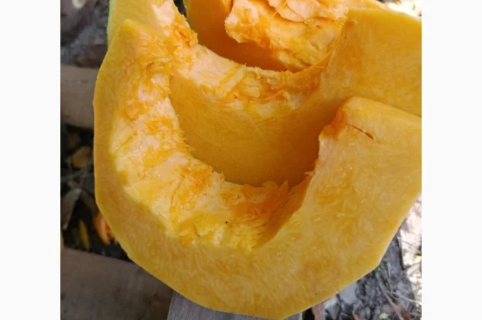 Продажа товарной тыквы ромашка- фото № 5