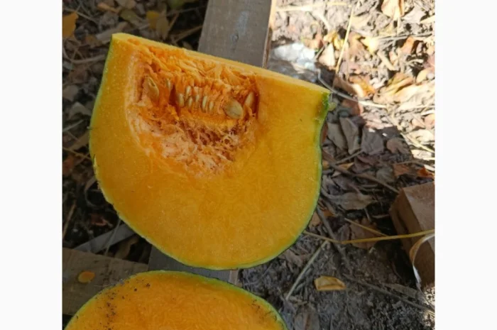 Продажа товарной тыквы ромашка- фото № 7