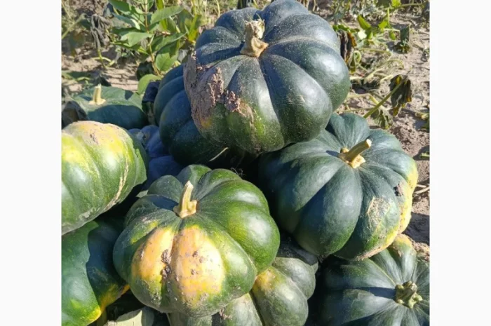 Продажа товарной тыквы ромашка- фото № 8