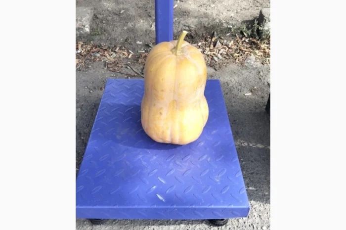 Продаж мускатних гарбузів оптом- фото № 1