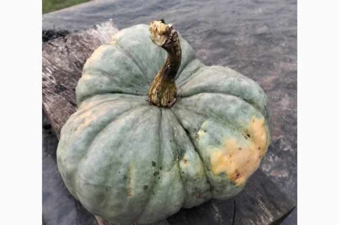 Продаю гарбуз Тріамбл мускатний- фото № 1