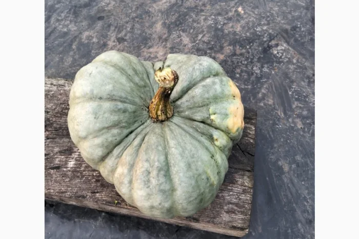 Продаю гарбуз Тріамбл мускатний- фото № 2