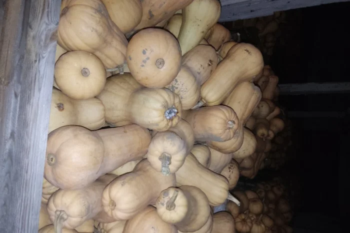 Гарбуз Матильда для переработки- фото № 10