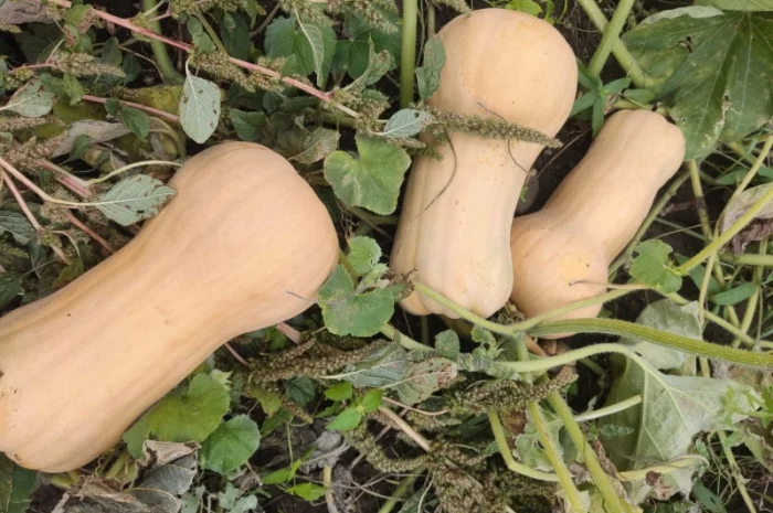 Гарбуз Матильда для переработки- фото № 2